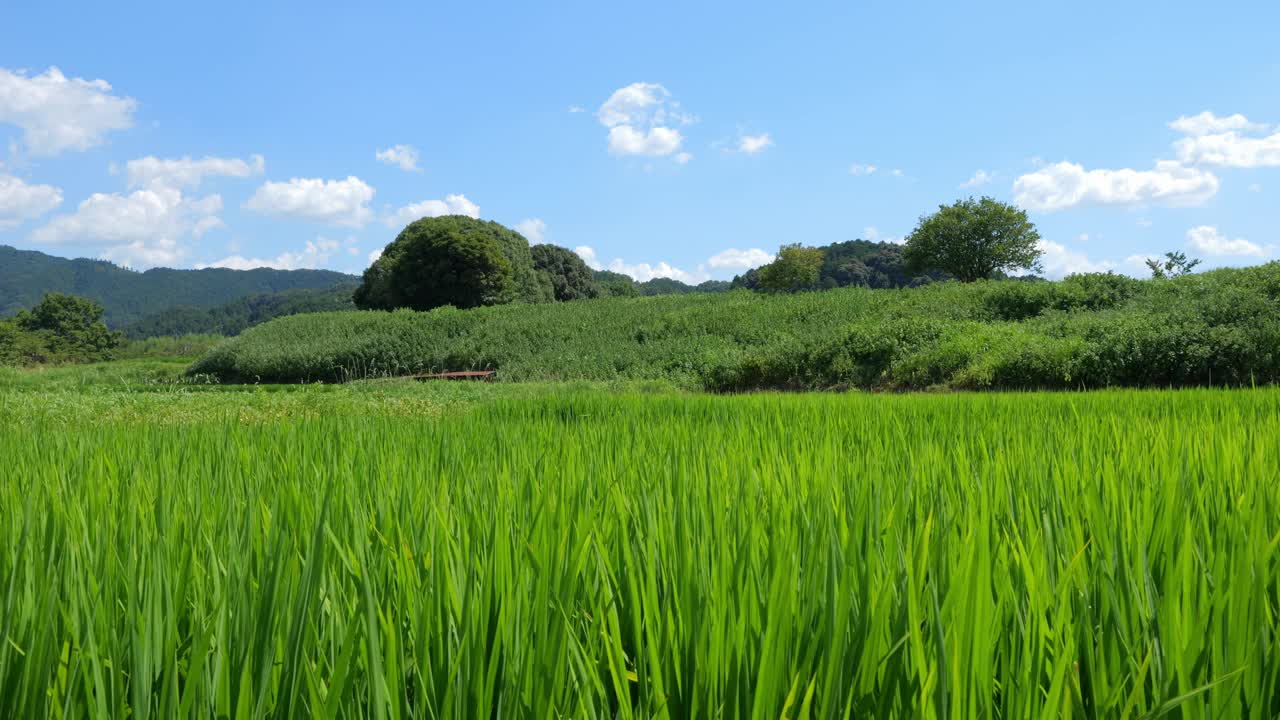 乡村里美丽的稻田景色视频素材