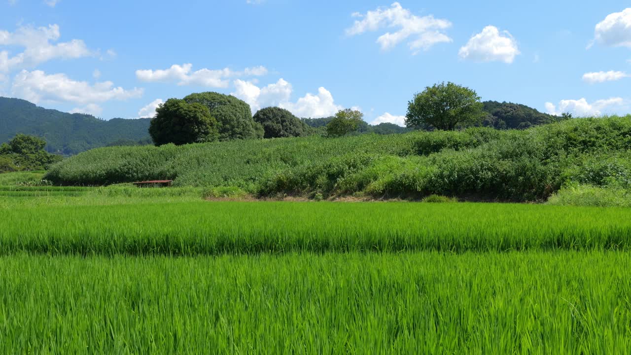 乡村里美丽的稻田景色视频素材