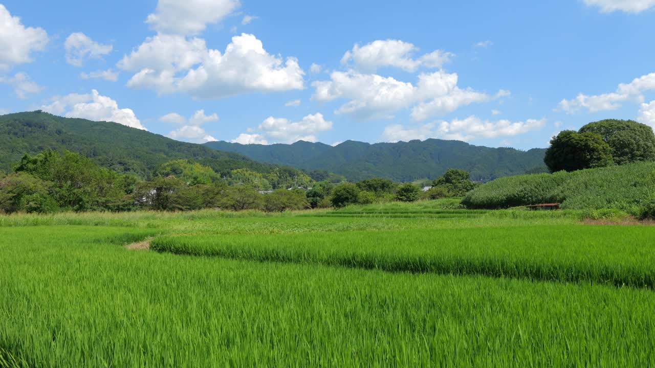 乡村里美丽的稻田景色视频素材