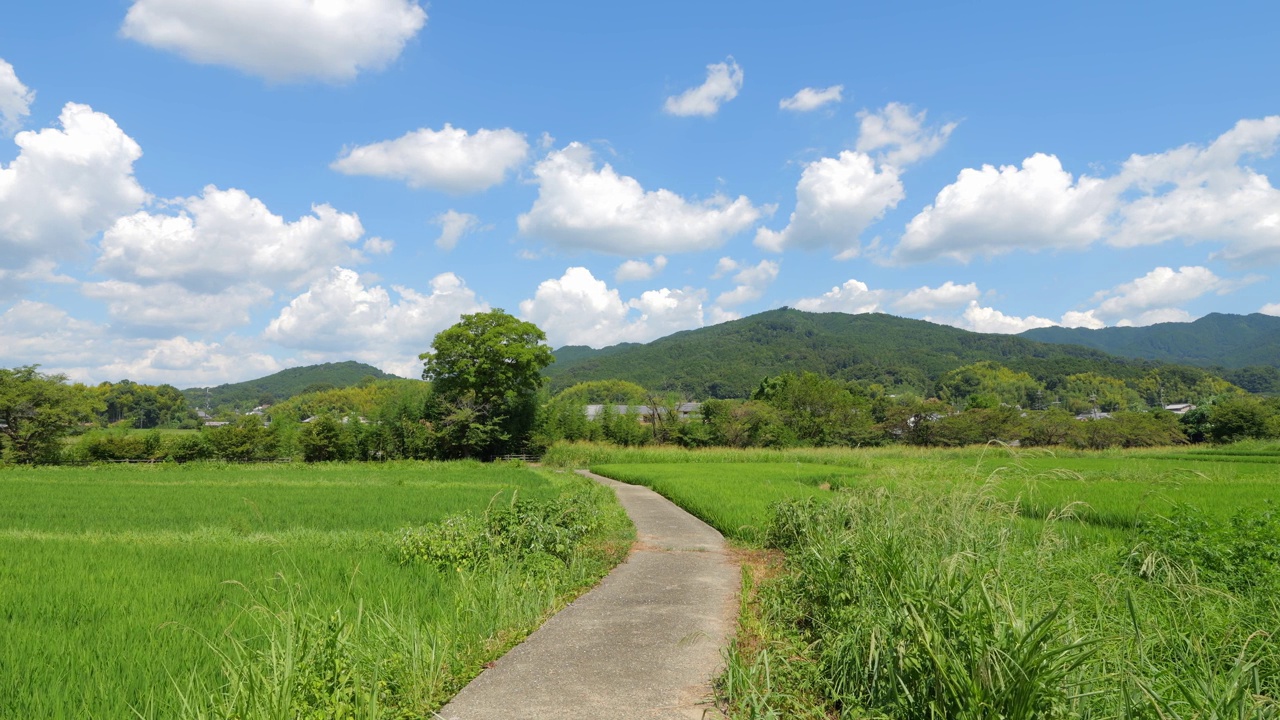 乡村里美丽的稻田景色视频素材