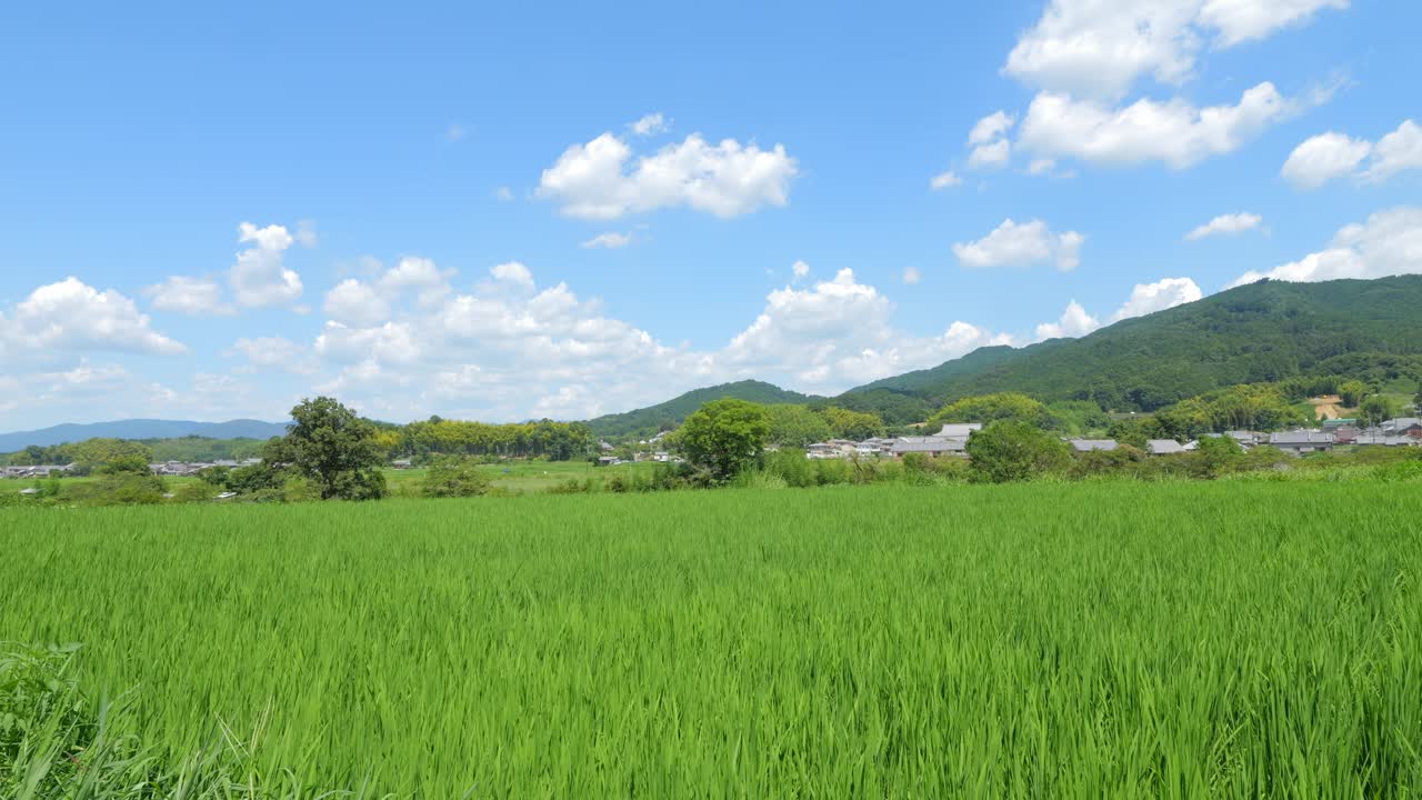 乡村里美丽的稻田景色视频素材