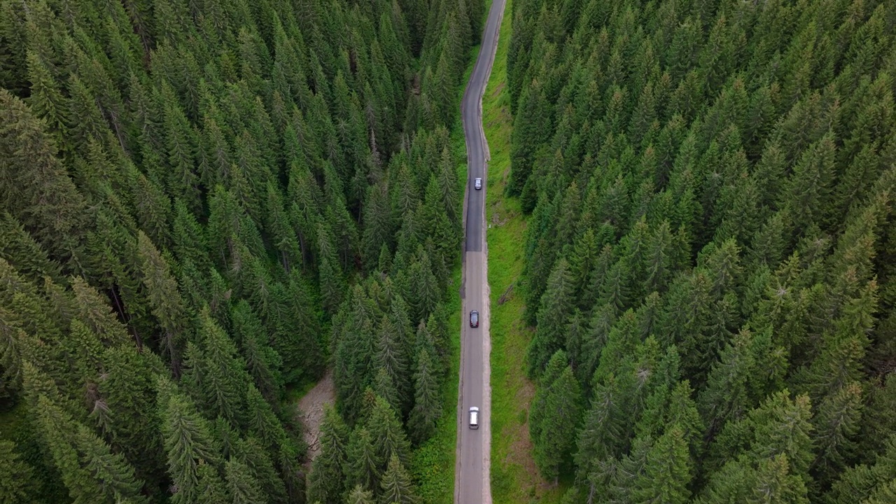 鸟瞰图飞越旧补丁双车道森林道路与汽车移动。两边都是茂密的绿树。车队沿着森林道路行驶。开车穿过松林。视频素材