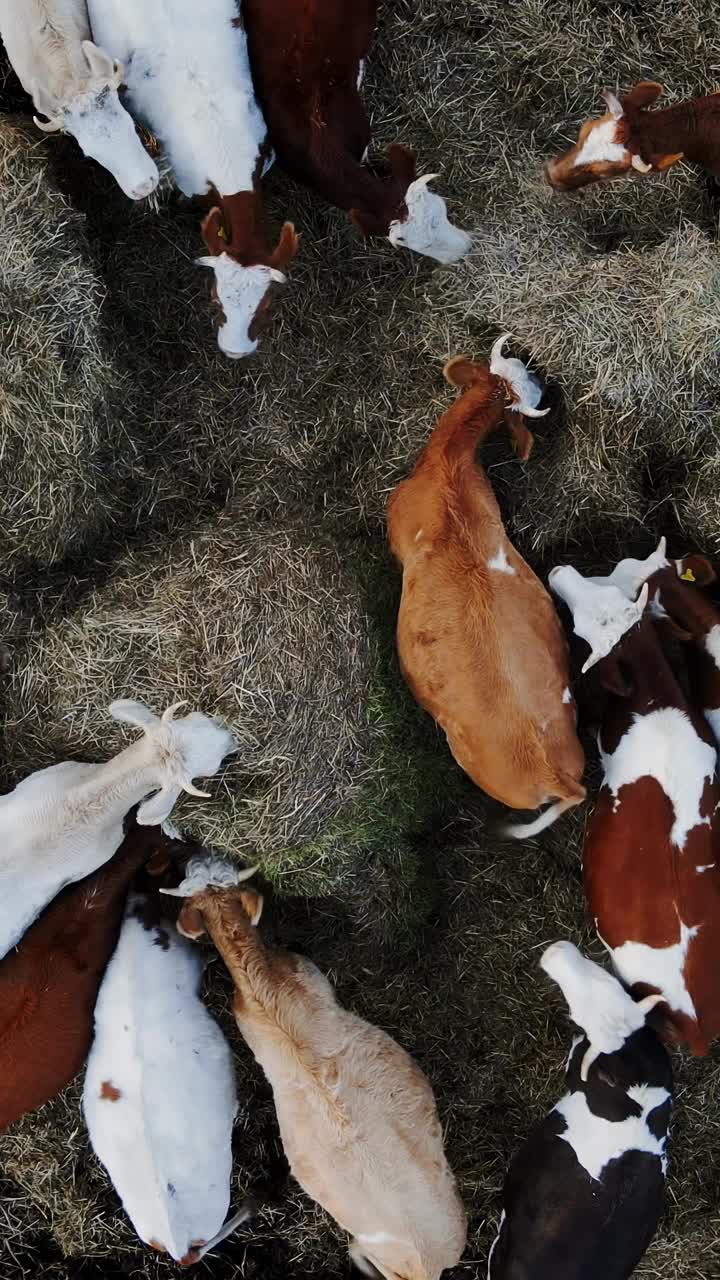 垂直空中的牛吃的是干草和牧草视频素材