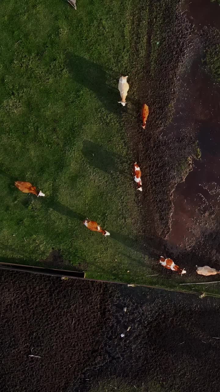 垂直航拍视频奶牛在美丽的野生景观绿色草地上吃完草后返回农场视频素材