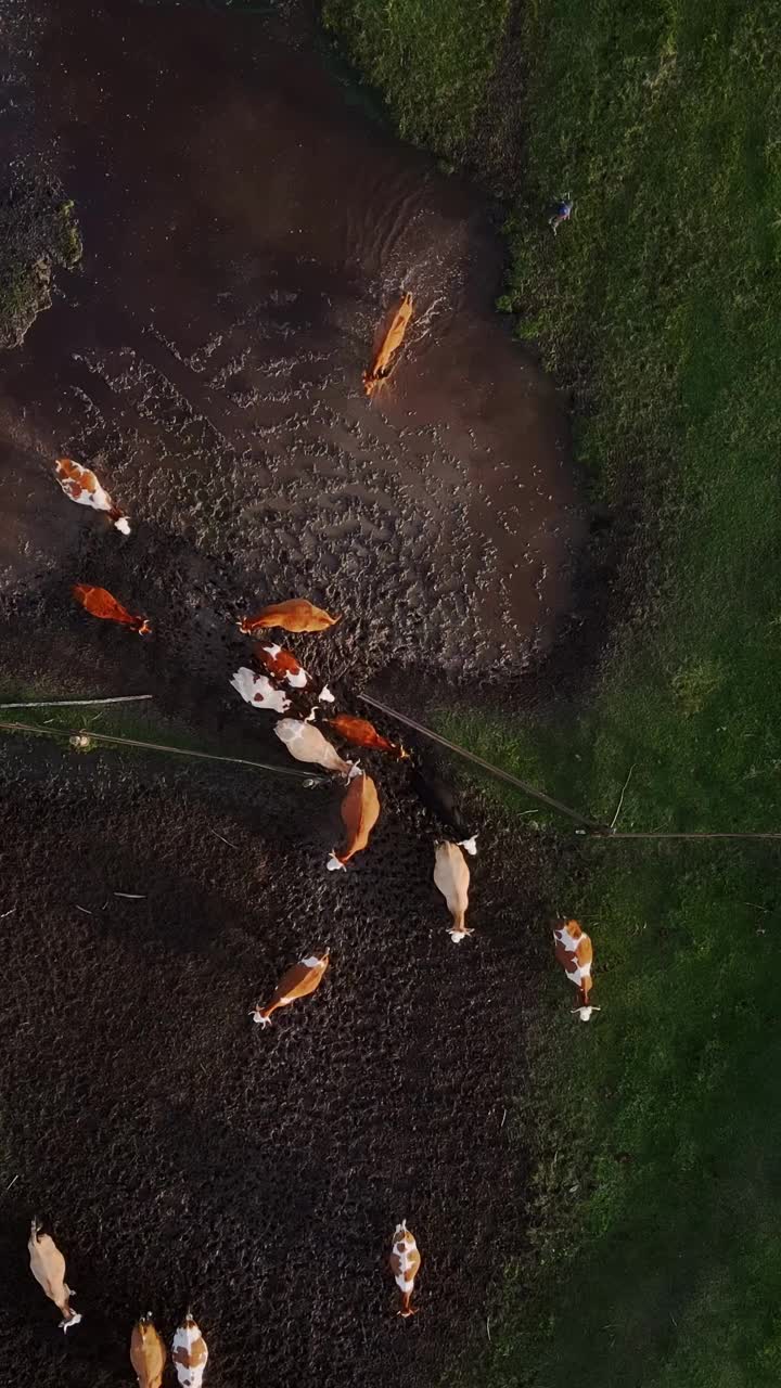 垂直航拍视频奶牛在美丽的野生景观绿色草地上吃完草后返回农场视频素材