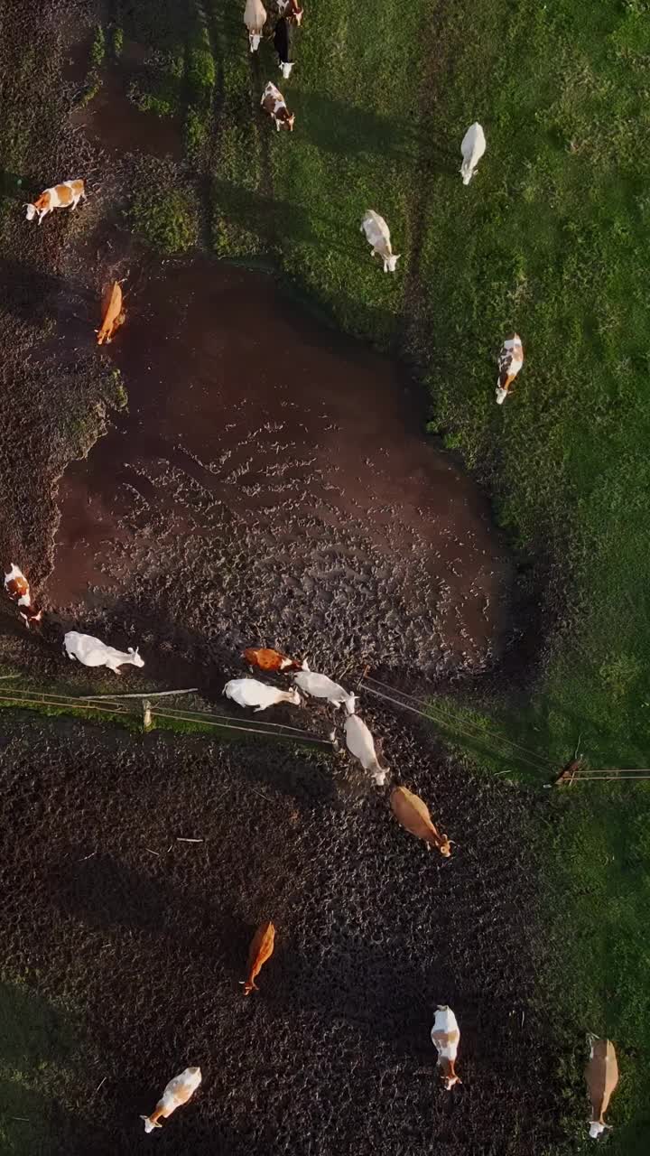 垂直航拍视频奶牛在美丽的野生景观绿色草地上吃完草后返回农场视频素材