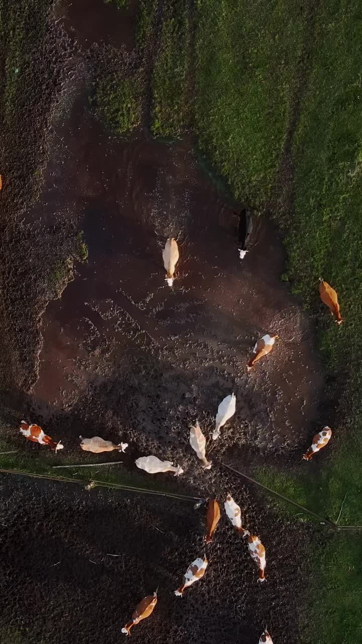 垂直航拍视频奶牛在美丽的野生景观绿色草地上吃完草后返回农场视频素材