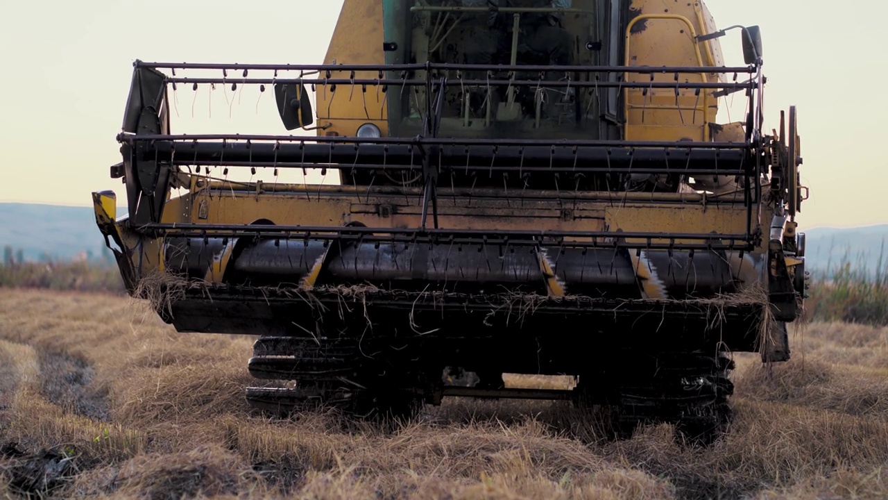联合收割机收割成熟的小麦。丰收的概念。农业的形象视频素材
