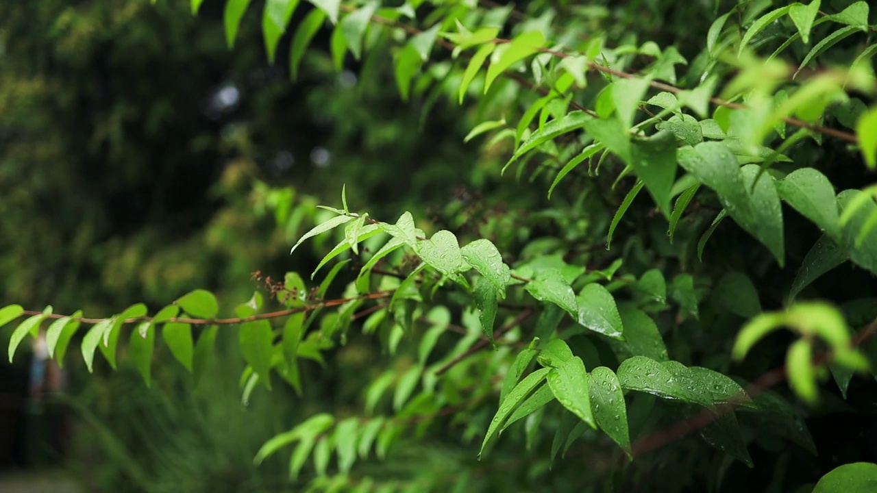 雨淋在茂密的森林里，丛林里的雨特写，水滴固定在绿叶上，热带森林里的雨天。雨滴落在树叶上。大雨落在树叶上视频素材