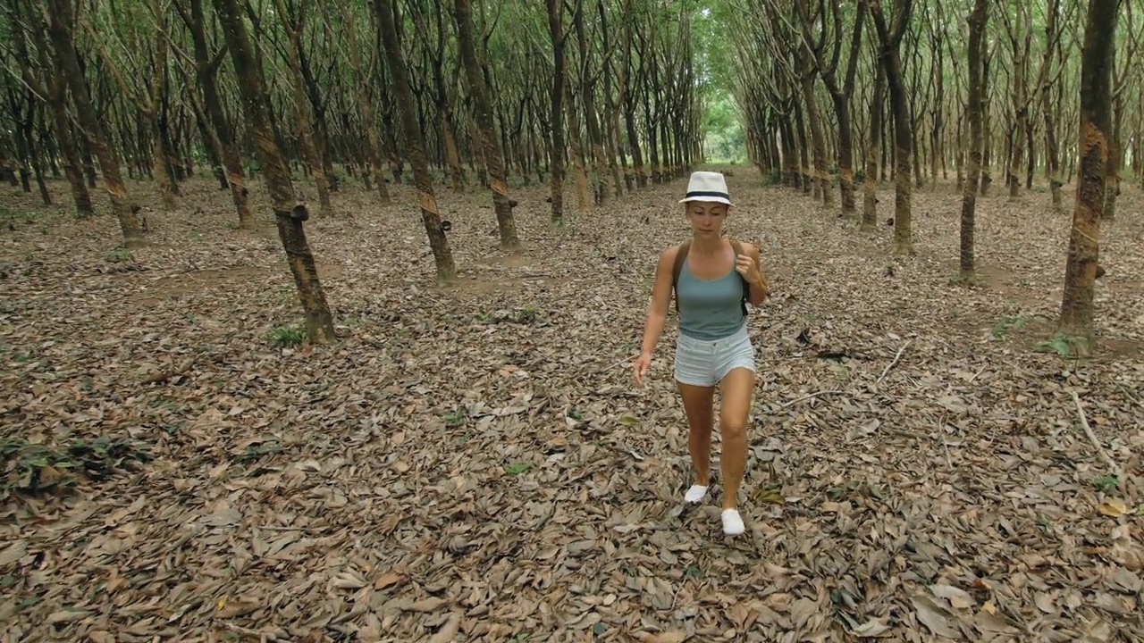 旅行者在亚洲传统的种植园农业中为天然乳胶提取牛奶而行走。视频下载