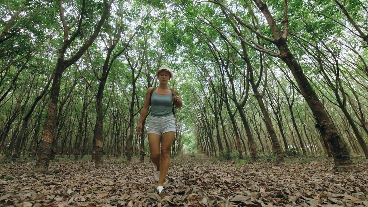 旅行者在亚洲传统的种植园农业中为天然乳胶提取牛奶而行走。视频素材