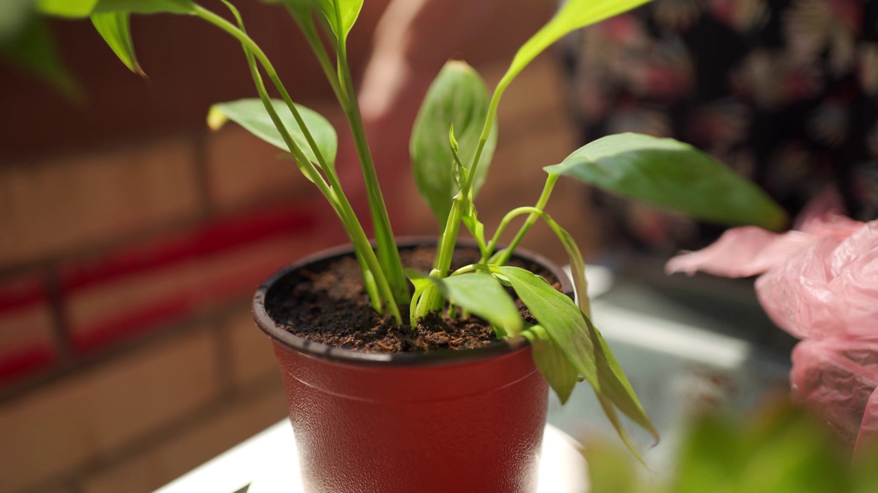 一位妇女在她的小型植物阳台花园照顾植物视频素材