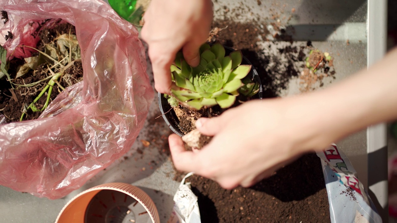 成年妇女在阳台上种植家蚕视频素材