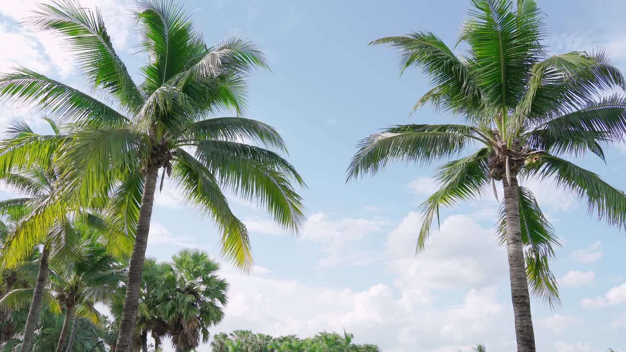 背景是许多椰树在白天的自然风中与天空摇摆，美丽的椰叶飞舞，亚洲，泰国，三脚架拍摄视角视频下载