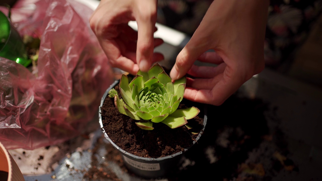 妇女在阳台上种植家常菜视频素材