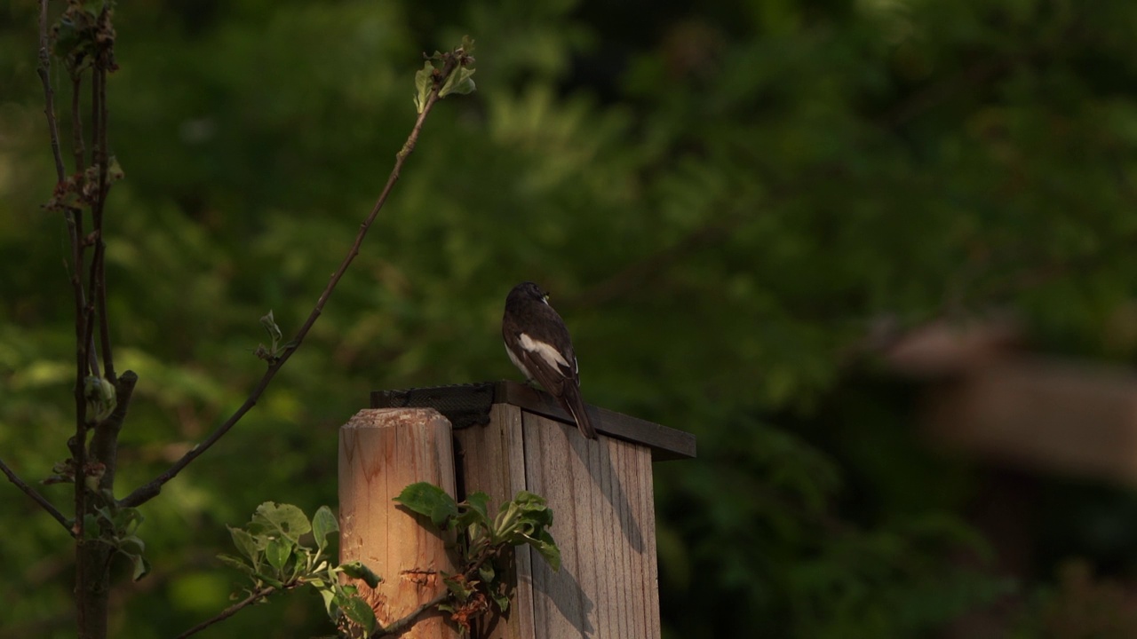 一只欧洲斑蝇(Ficedula hypoleuca)正在喂养雏鸟视频素材