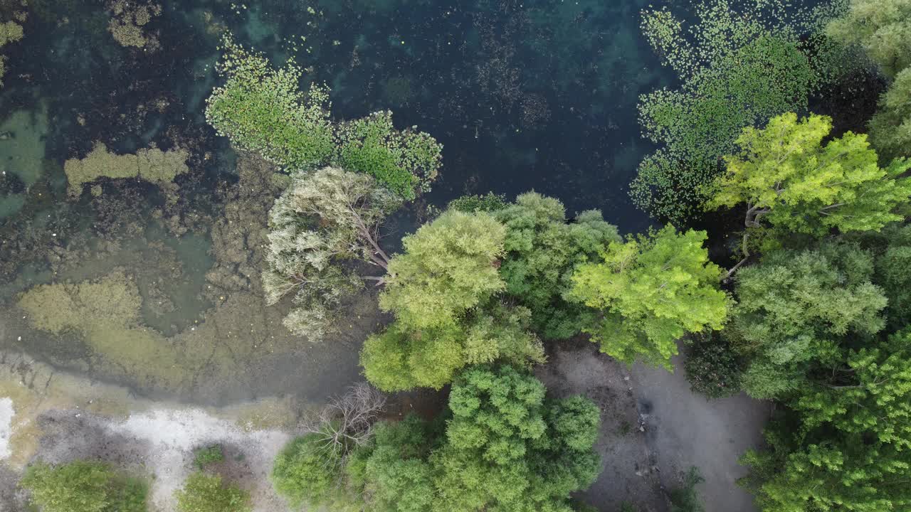 在一个美丽的日子里，湖中的芦苇和绿色植物的俯视图视频下载