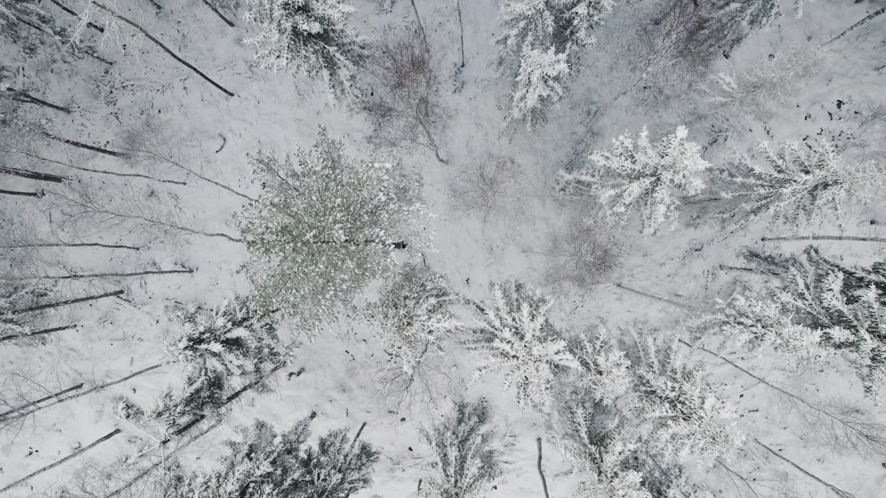 鸟瞰在冰雪覆盖的地面上的森林排树视频素材