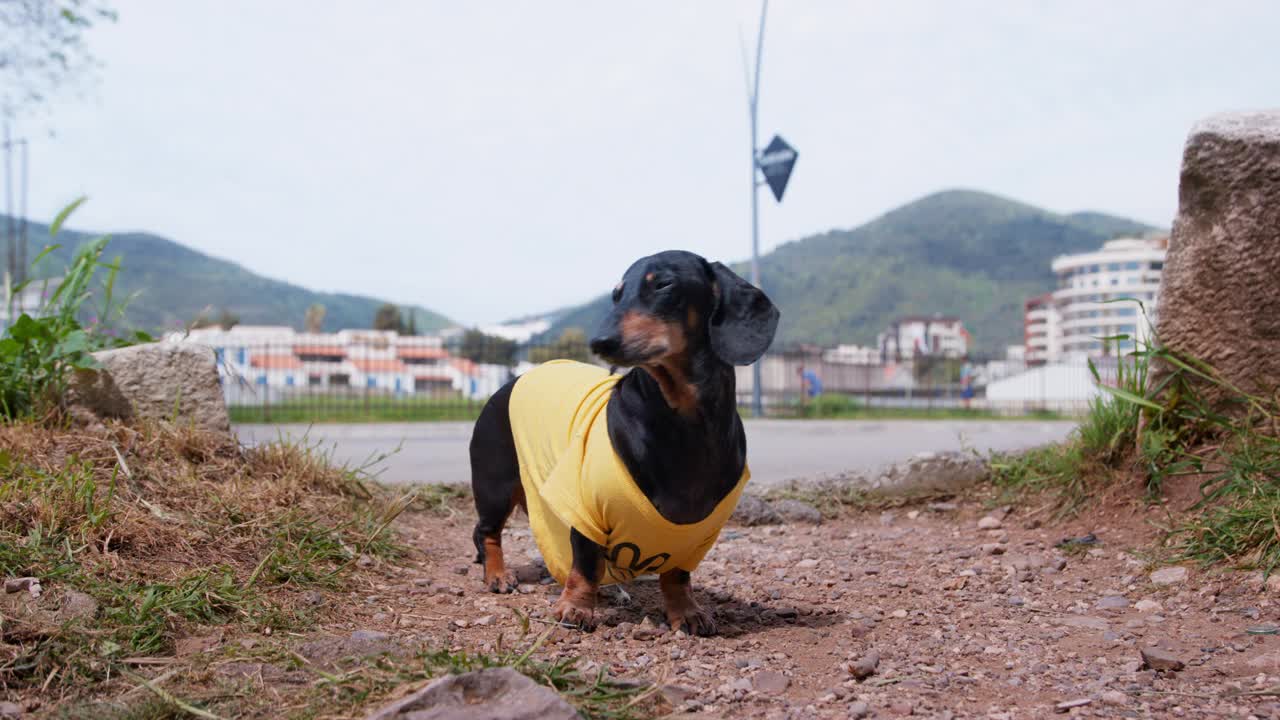 穿着衣服的腊肠犬站在路边向两边张望视频素材