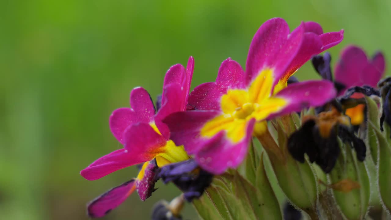 丁香花在绿色模糊的背景上。花的横幅。放文字的地方视频下载