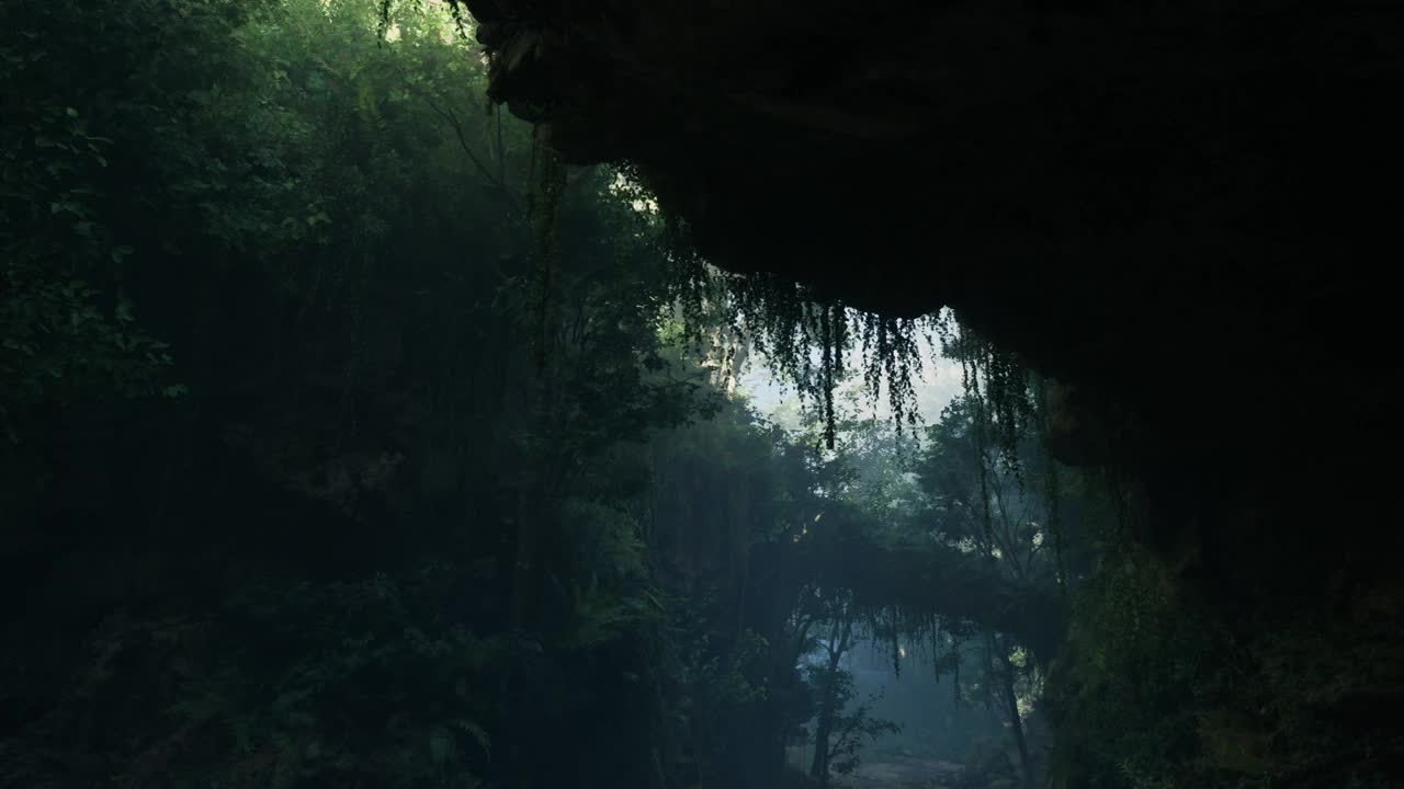 中国一片茂密而神秘的森林视频素材