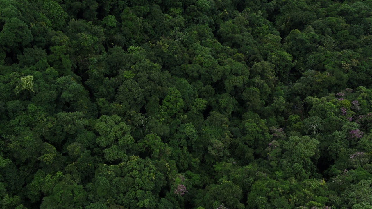 巴西南部大西洋森林生物群系鸟瞰图。视频素材