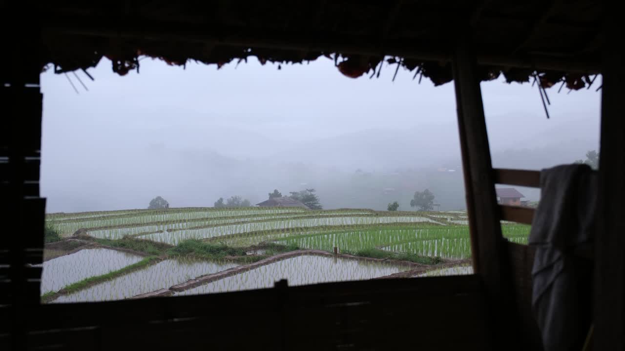 雨落在草木茅屋外的绿油油的稻田和山上视频素材