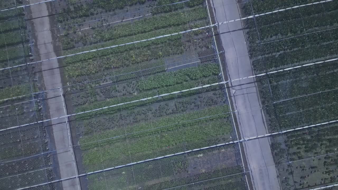 花卉运输物流视频素材