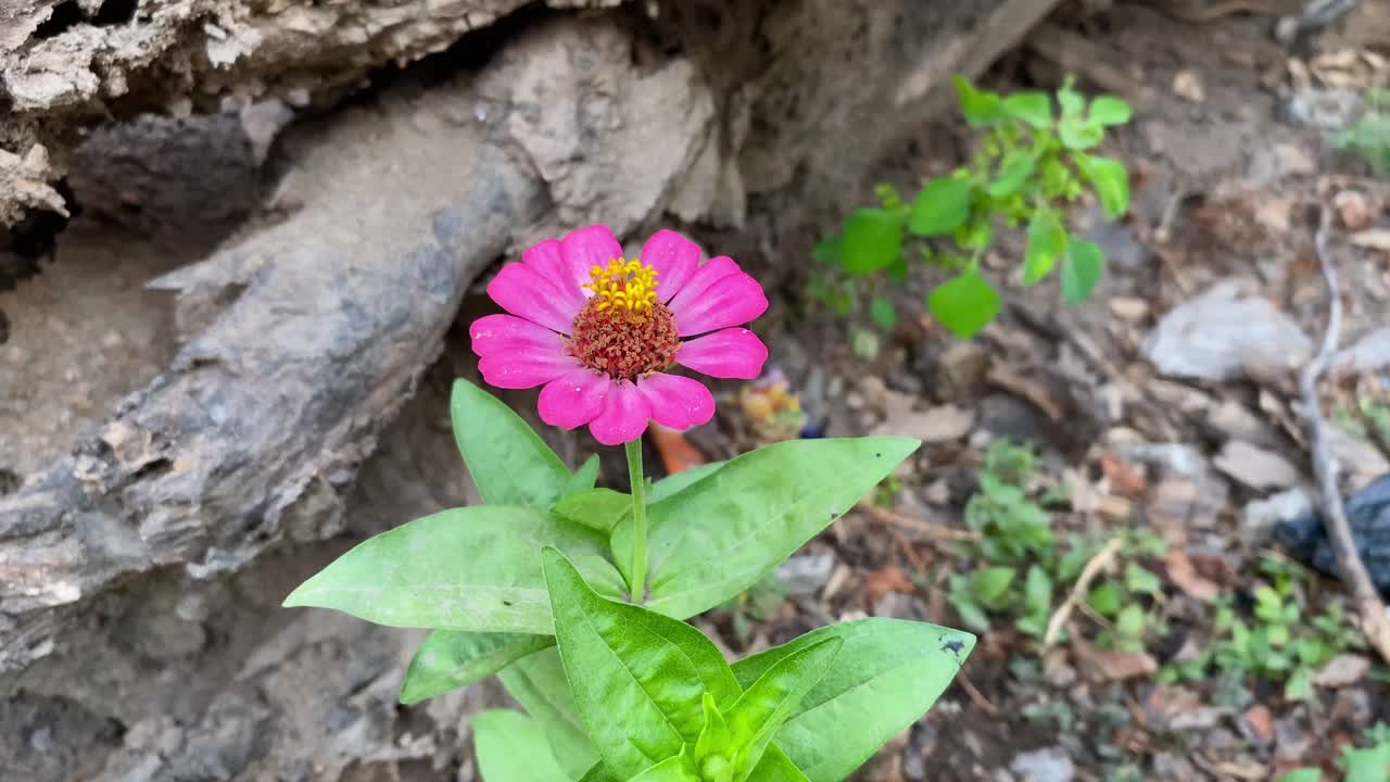 百日草是菊科向日葵科植物的一个属。视频素材