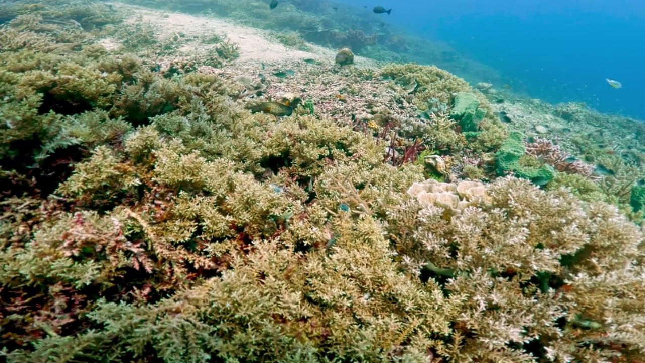 美丽的水下彩色热带珊瑚礁和海鱼。探索海洋中的野生动物风景。在亚洲珊瑚礁平静的海洋浮潜。明亮充满活力的生物多样性海洋动植物深度世界视频素材