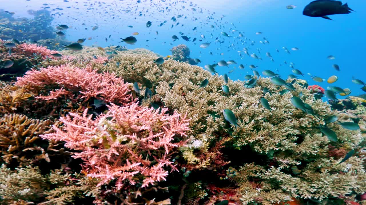 美丽的水下彩色热带珊瑚礁和海鱼。探索海洋中的野生动物风景。平静的海洋浮潜在亚洲珊瑚礁。明亮充满活力的生物多样性海洋动植物深度世界视频素材