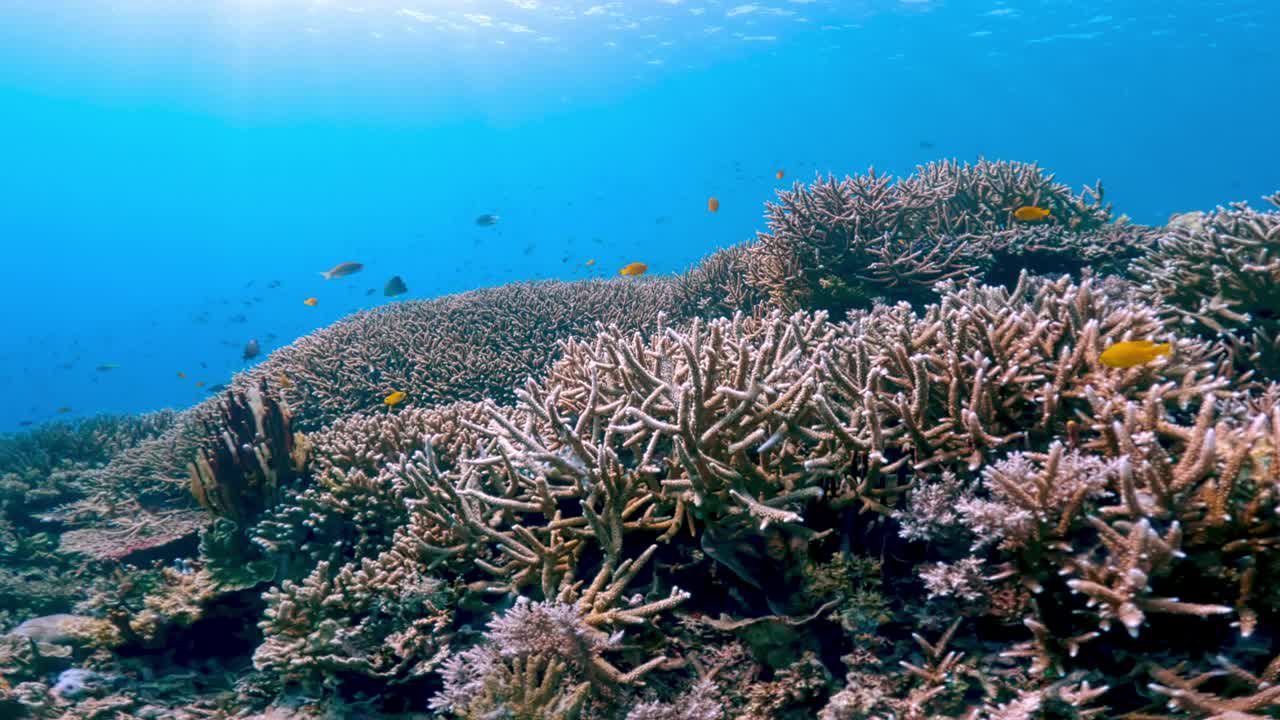 美丽的水下彩色热带珊瑚礁和海鱼。探索海洋中的野生动物风景。在亚洲珊瑚礁平静的海洋浮潜。明亮充满活力的生物多样性海洋动植物深度世界视频素材