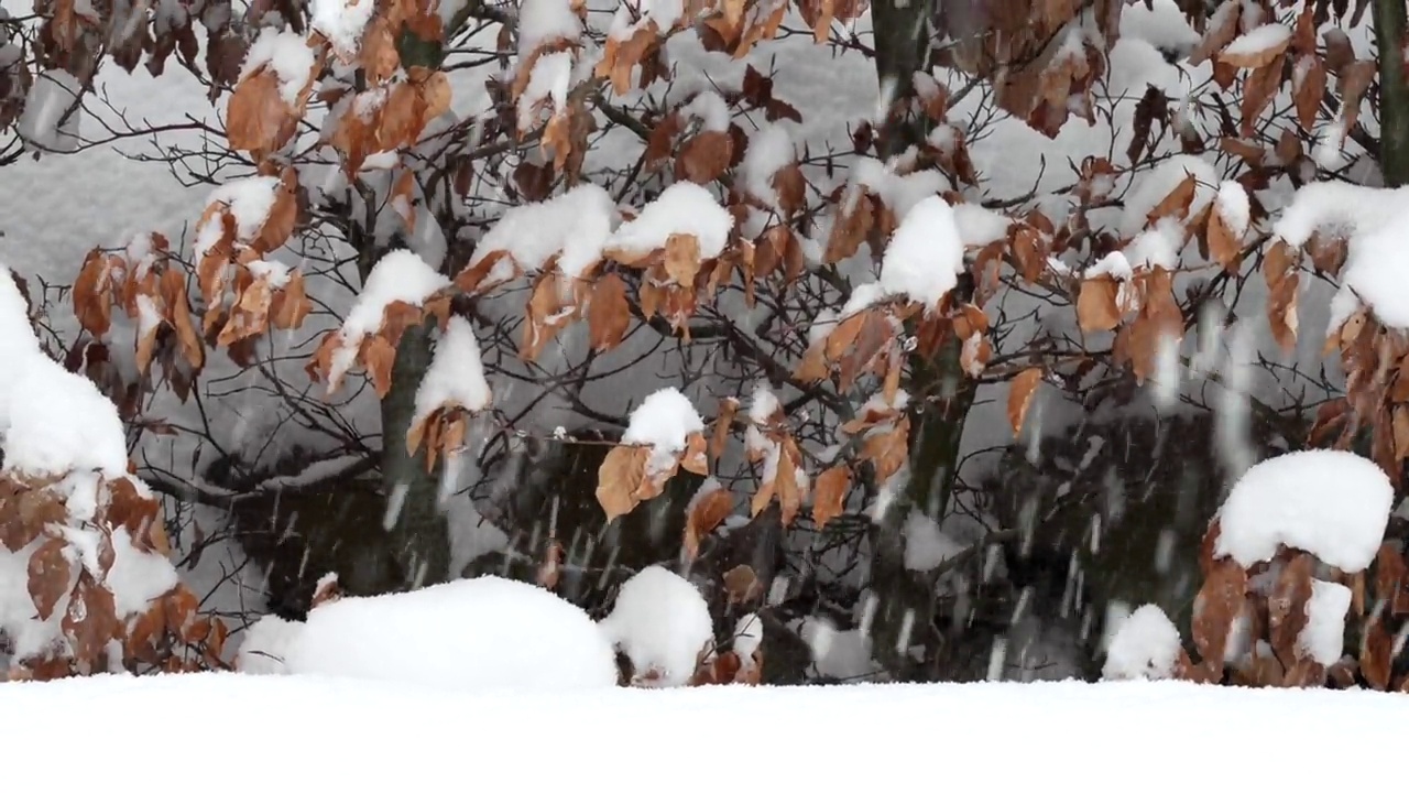 降雪视频下载