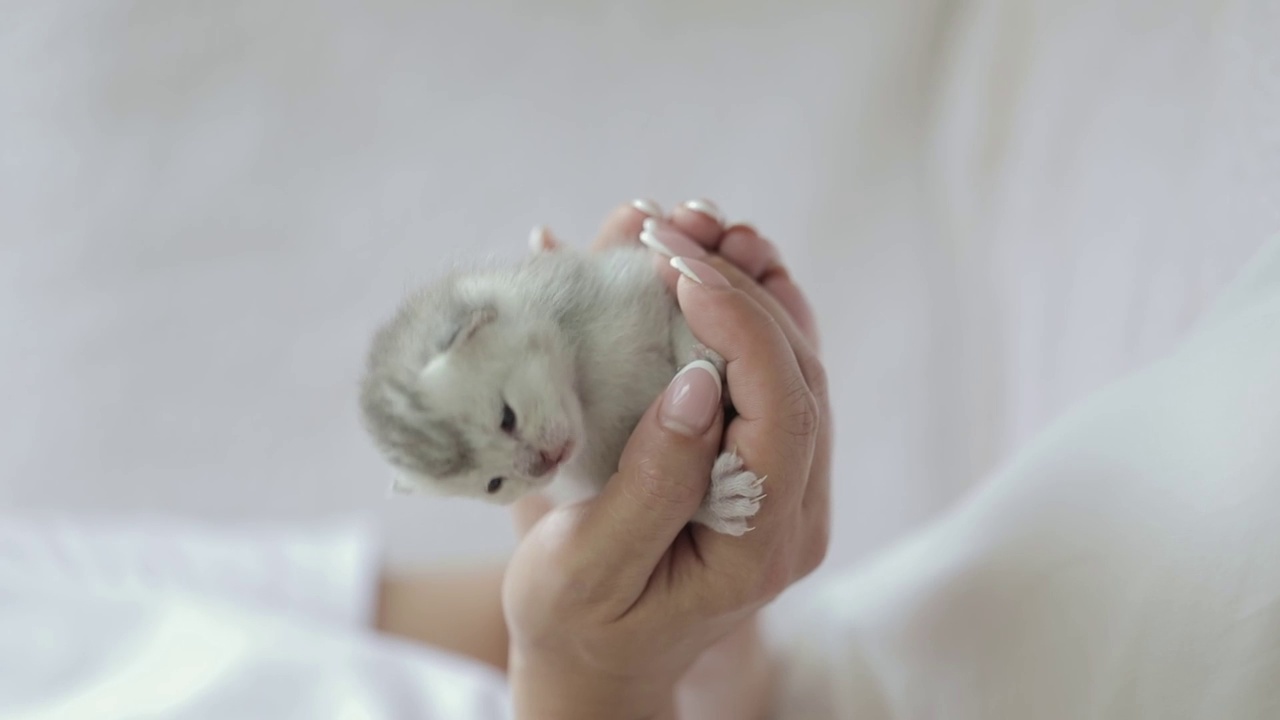 抱着一只刚出生的灰色小猫的女人的手视频素材