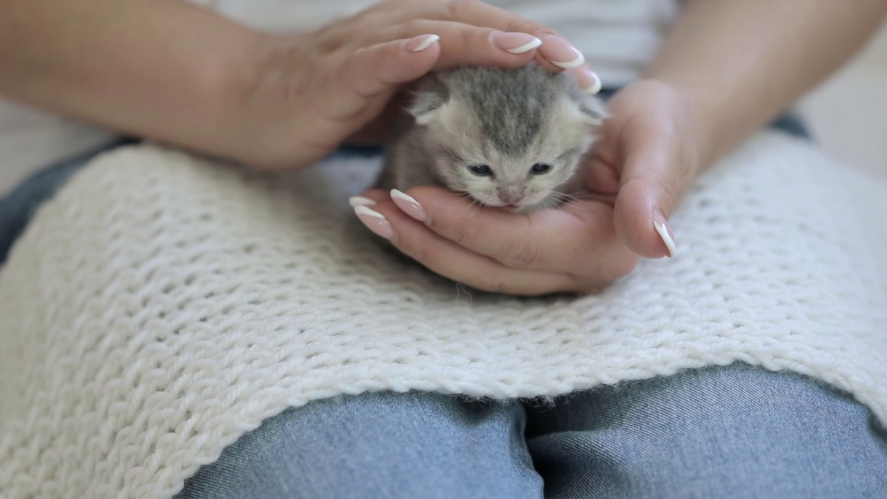 抱着一只刚出生的灰色小猫的女人的手视频素材