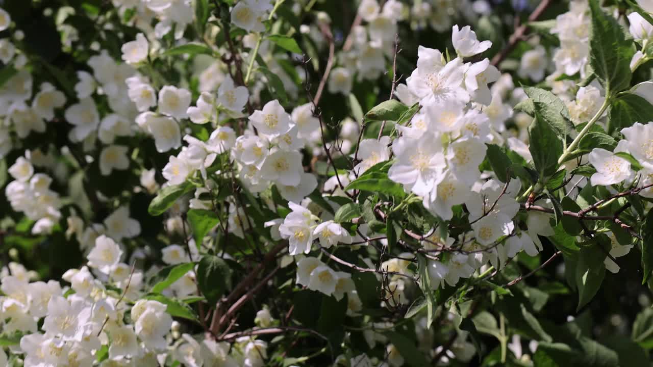 盛开的白色茉莉花在春天的季节视频素材