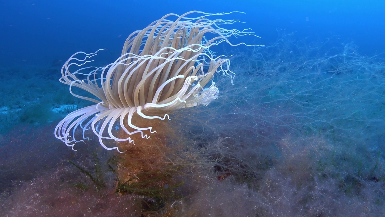 深海生物——深海海底的海葵视频素材