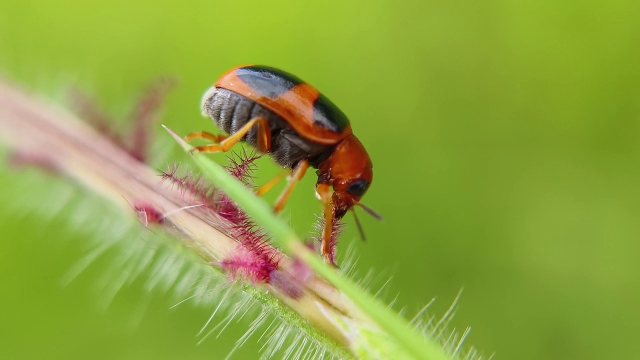 甲虫(Aulacophora hilaris)视频素材