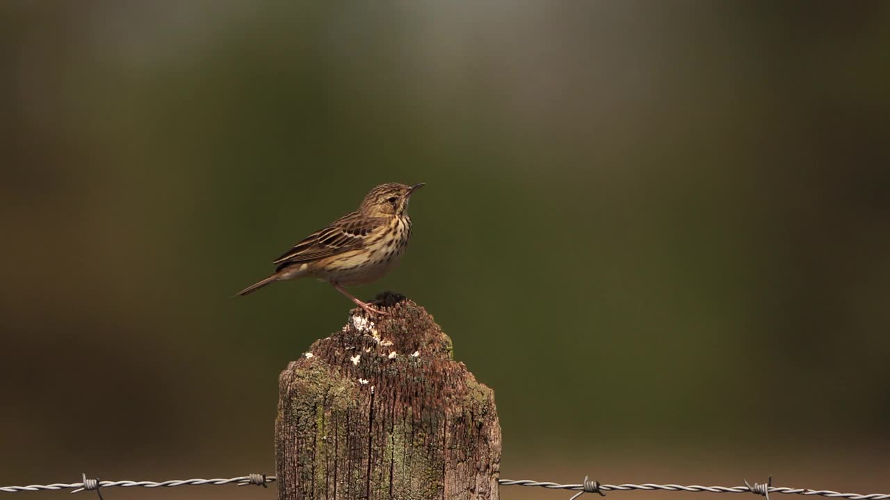 春天坐在木杆上的雄性树蜂(Anthus trivialis)视频素材