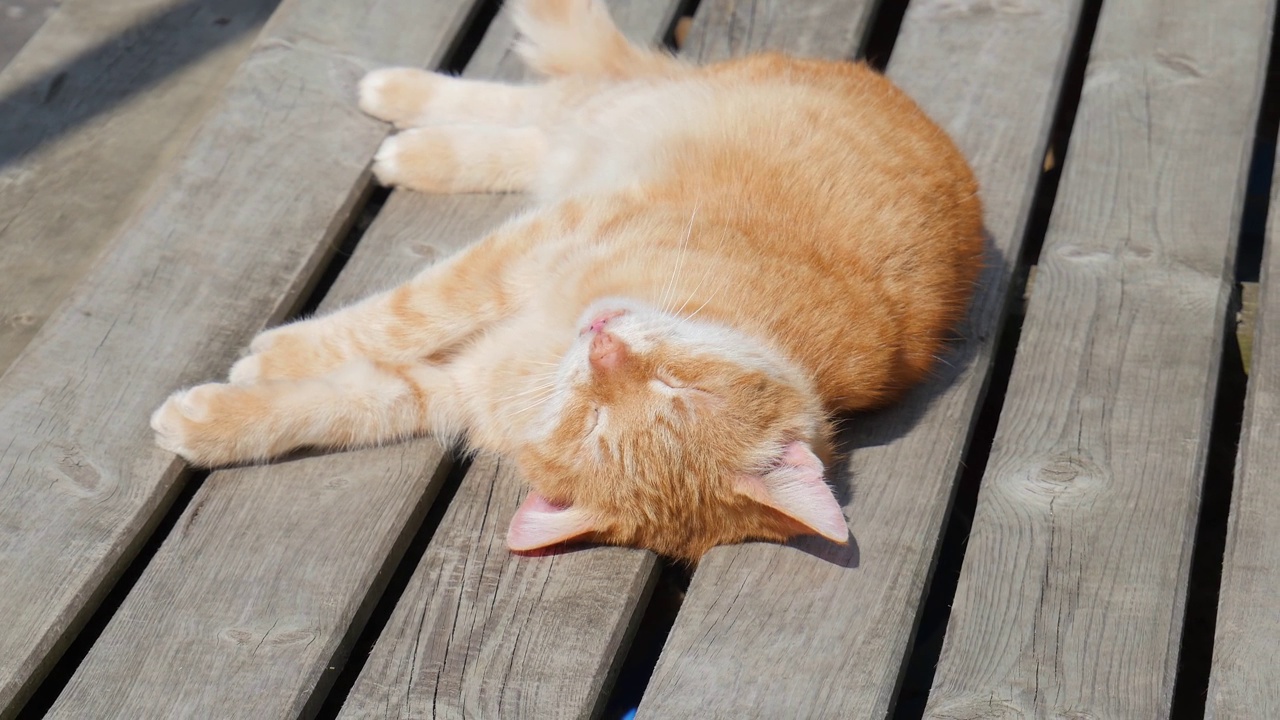 姜黄色的猫在晒太阳。猫爱抚并表示温柔视频下载