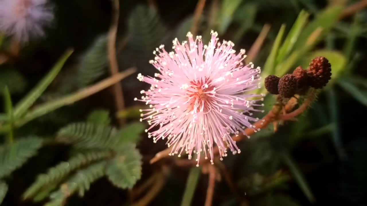 含羞草视频素材