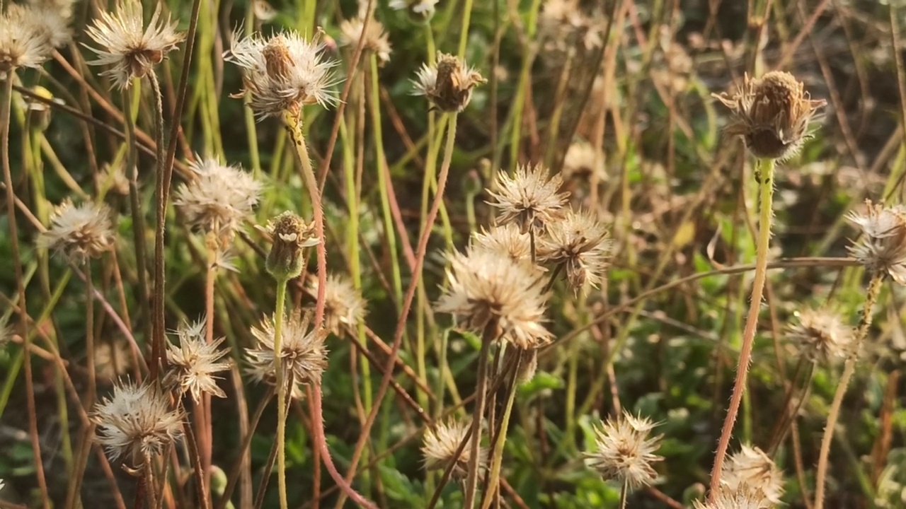 小花视频素材