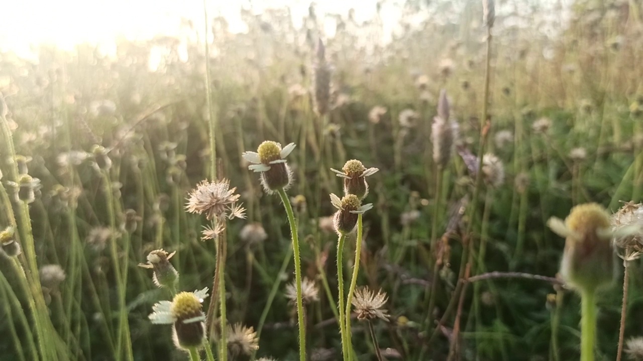 小花视频素材