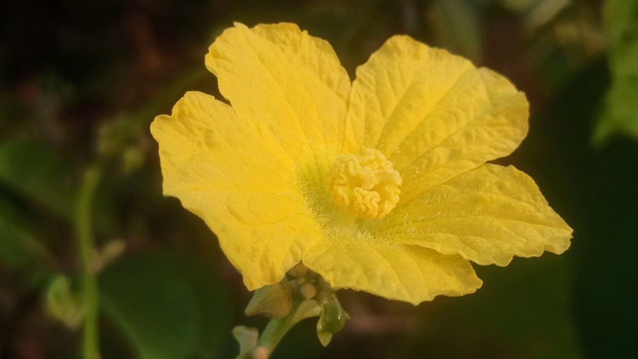 黄色的花视频素材