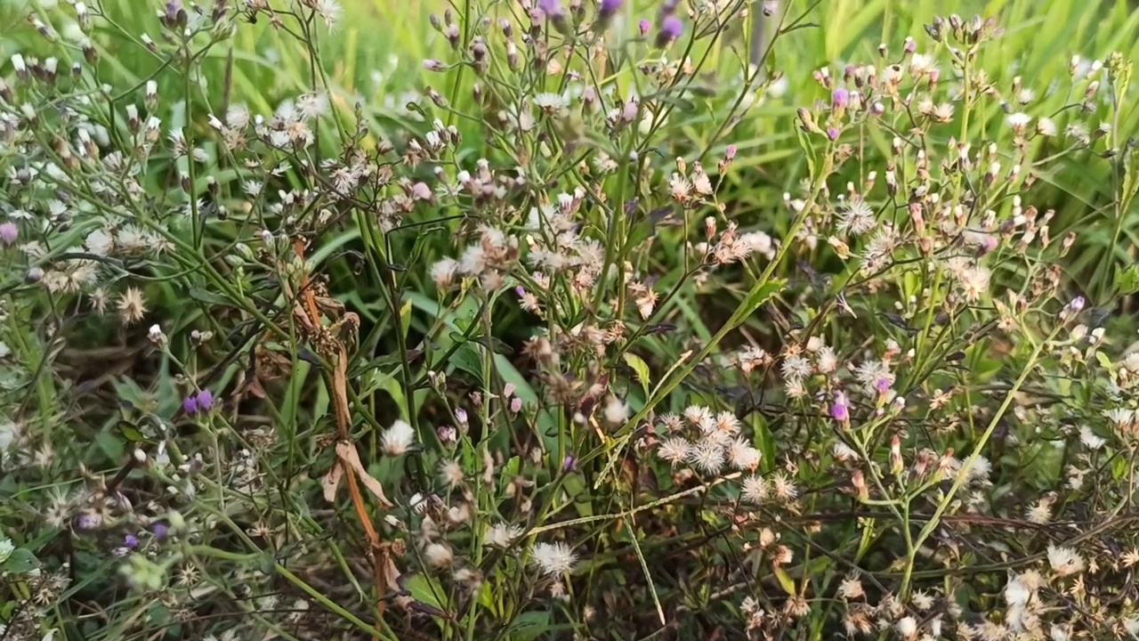 小花视频素材