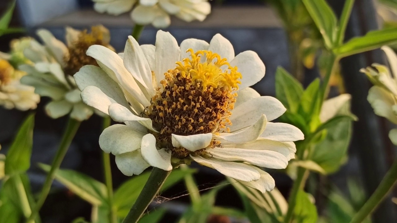 白色百日菊花视频素材