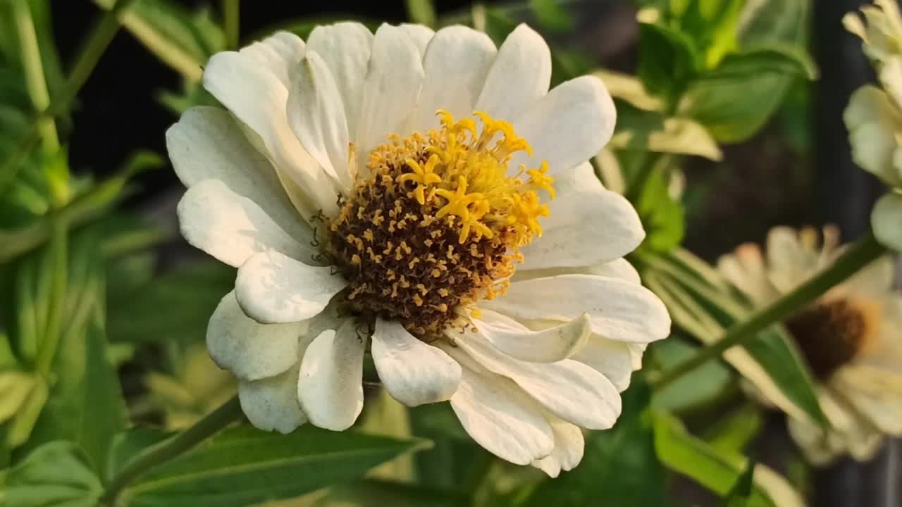 白色百日菊花视频素材