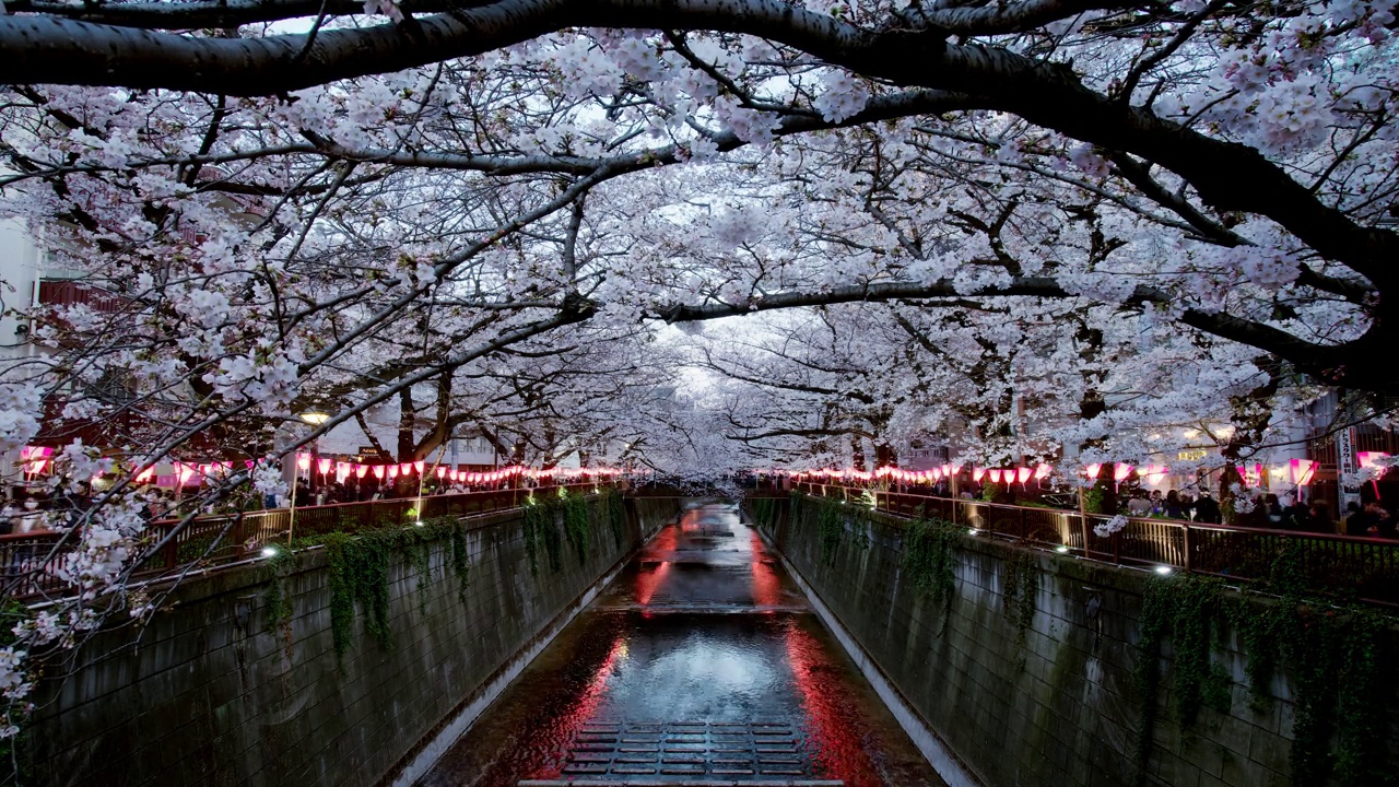 中目黑河的樱花树从白天到黑夜视频素材