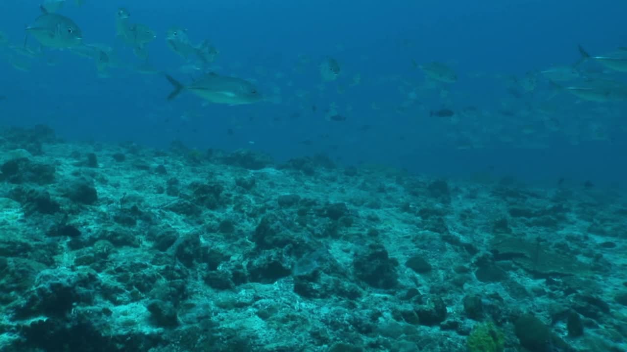 一群大眼鱼在水下游来游去视频素材