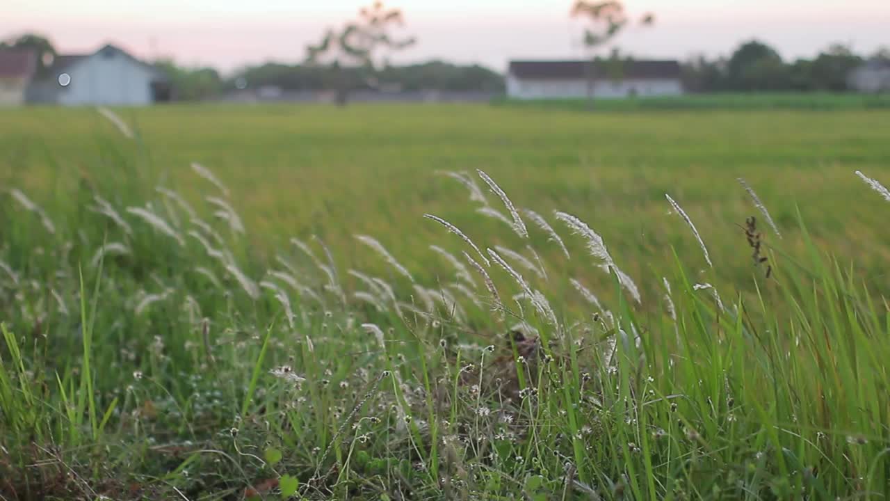 白色的芦苇在风中飘动视频素材